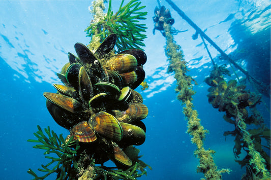 Types of AquaCulture