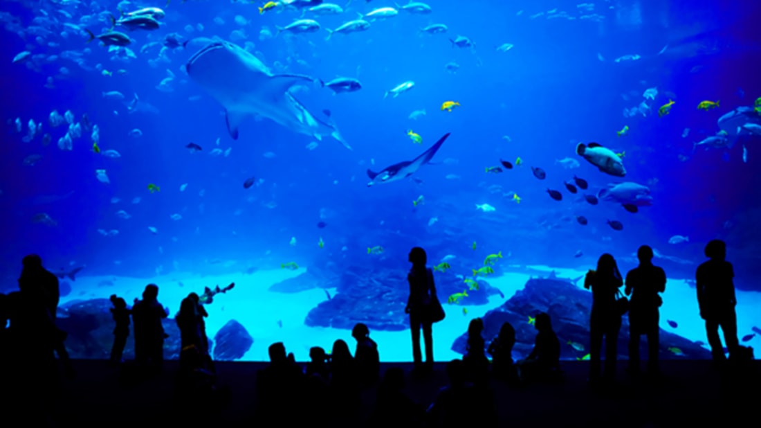 Aquariums and Health Benefits