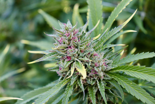 Tips for Watering Your Cannabis Plants!