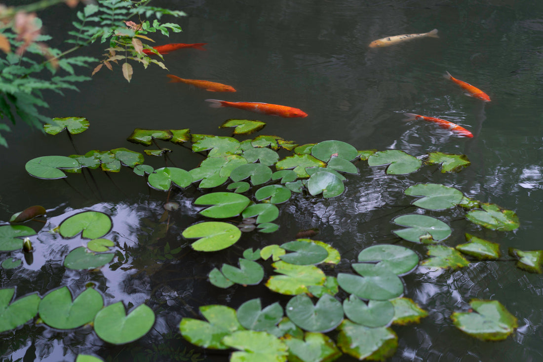 Koi fish swimming in a healthy pond with clear water and lilypads