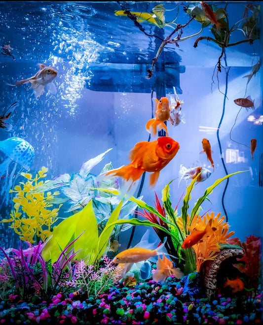 Fish Tank Filter Keeps the Water Clean as Fish Swim Around
