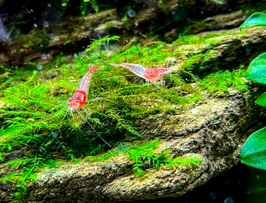 Red Rili shrimp lounge in a freshwater aquarium