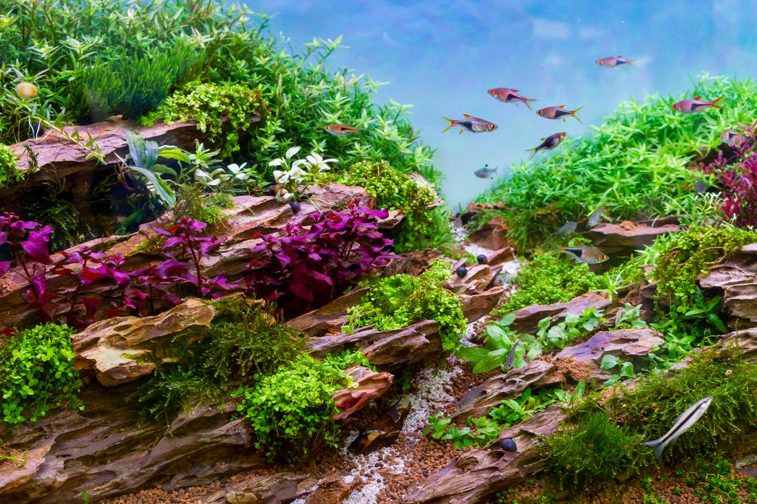 A beautiful natural aquarium (aquascape) with rocks, driftwood, and ornamental fish