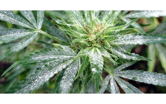 Water Borne Diseases in Hydroponics