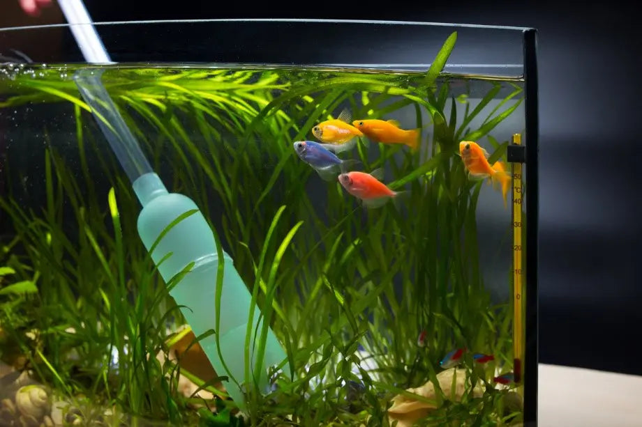 Cleaning the Gravel of a Fish Tank Using a Pump