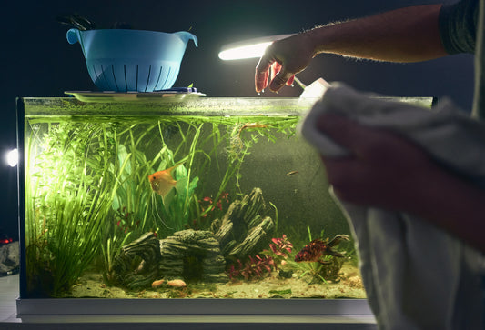 Someone using their bare hands to clean their aquarium, risking picking up a fish bacterial infection and transferring it to them