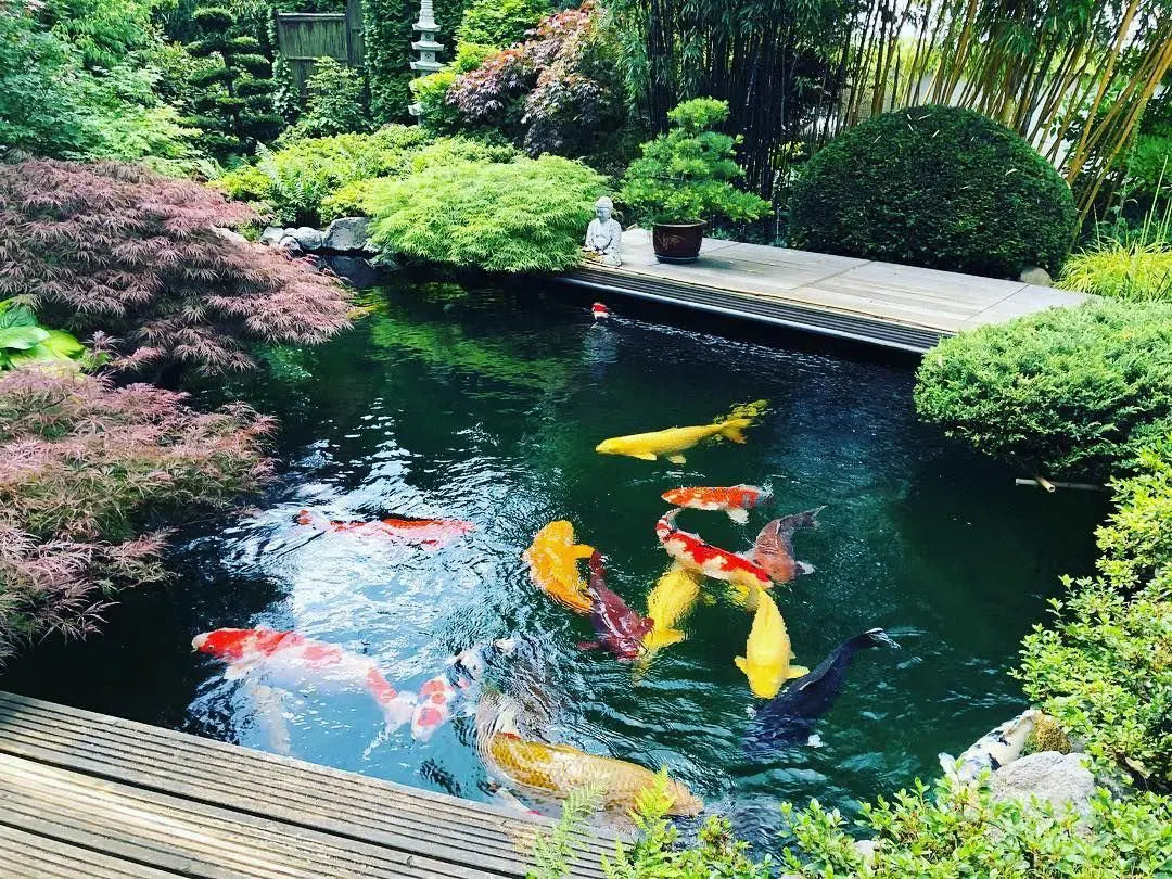 Koi Farming (Ponds) – The Benefits of UV Water Filters for Koi