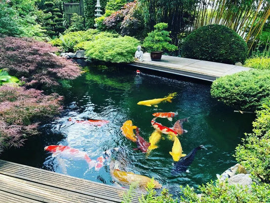 Koi Farming (Ponds) – The Benefits of UV Water Filters for Koi