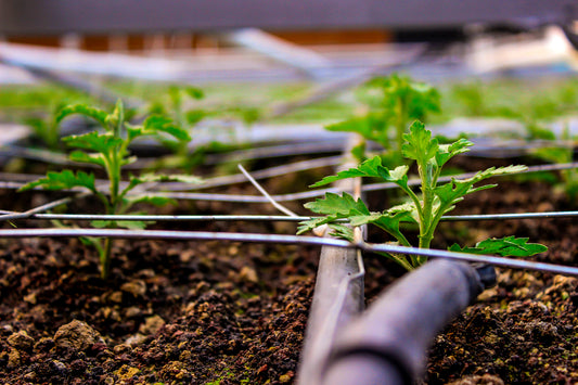 Small cannabis plants in a grow box with a sustainable watering system set in place