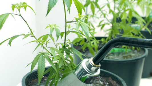 THC Thirst – Over VS. Under Watering