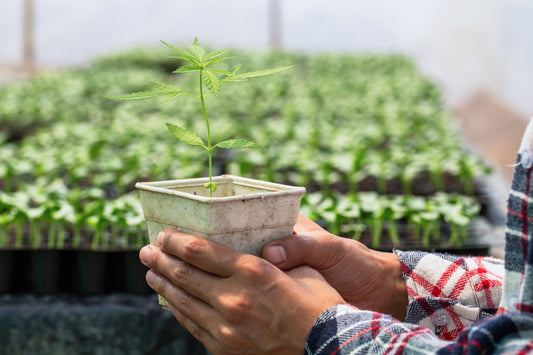 Hemp Water Filter