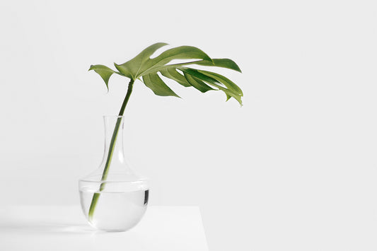 Clean Water Grows Beautiful Plants