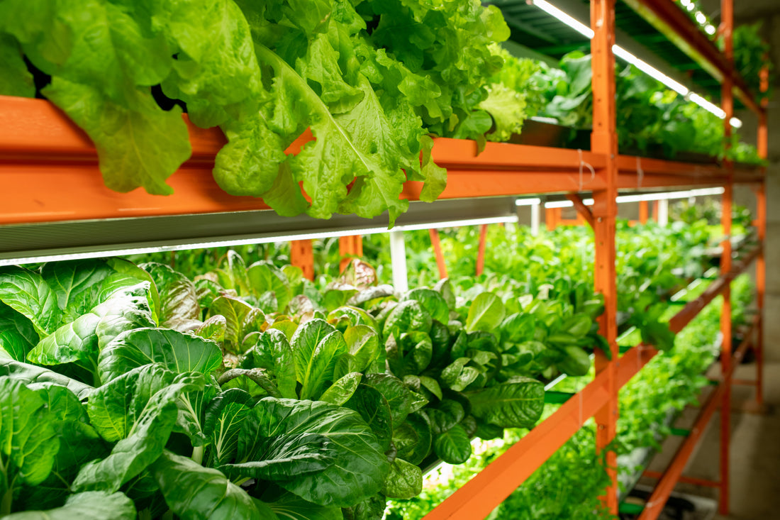 Vertical Farming shelves filled with thriving plants being lit by grow lights