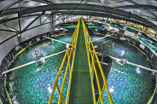 Utilizing UV Sterilization Into Your Fish Farming Facilities