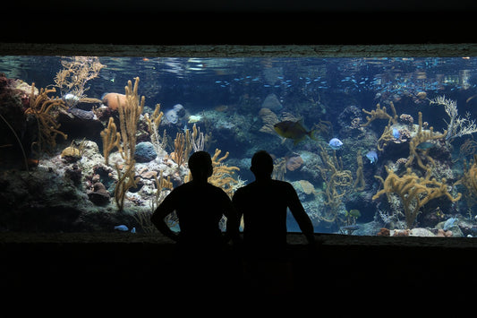 How to Maintain your Aquarium?