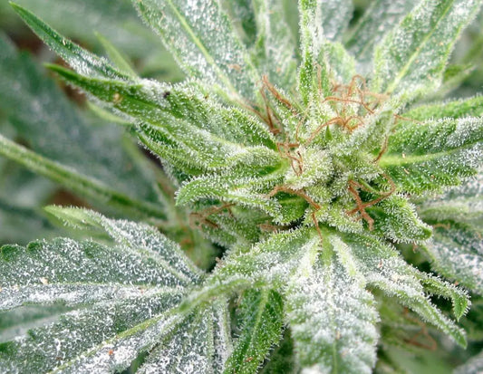 Cannabis Mold and UV Sterilization