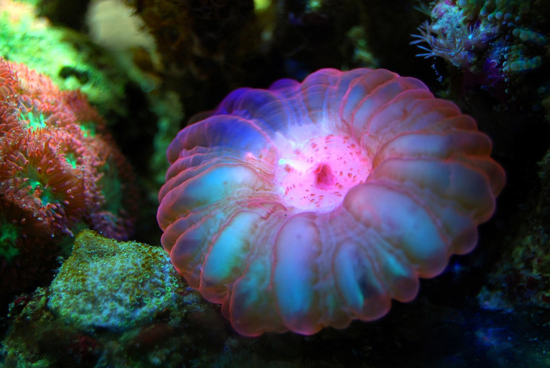 UV Sterilizers on Reef Aquariums?