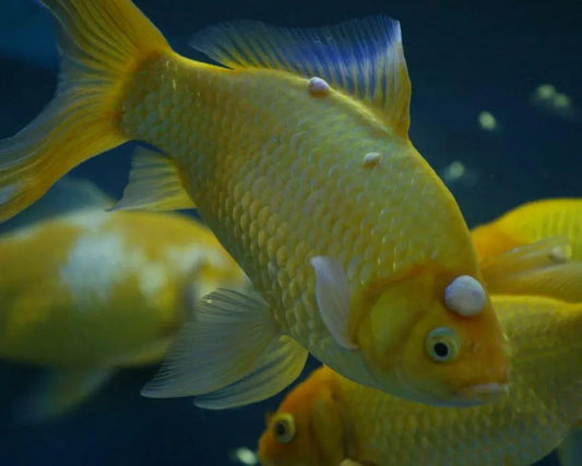 AQUARIUM INFECTIONS