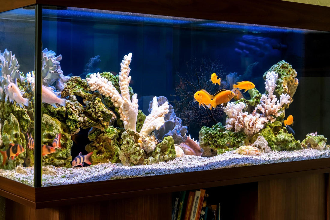 You Picked Your Fish Tank, Now What?