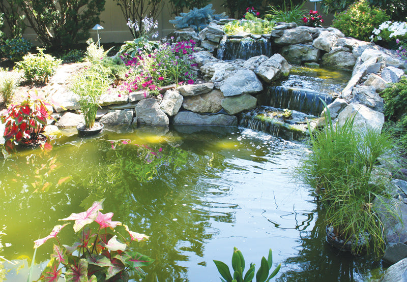 UV Light and Pond Algae Maintenance