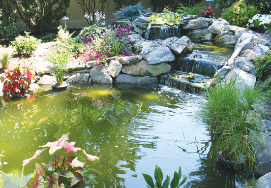 UV Light and Pond Algae Maintenance