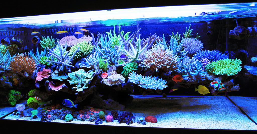 Salt or Fresh Water Aquarium? Which is Right for You?