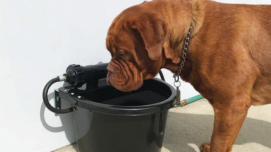 What is the RUFUS Dog Bowl System?