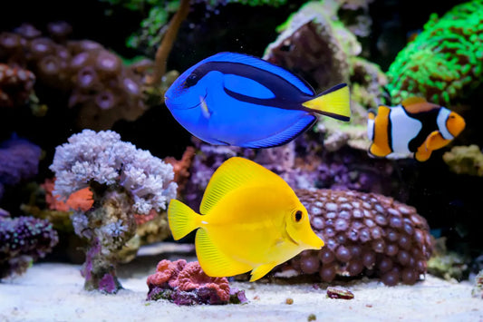 Saltwater Tank Setup For Beginners