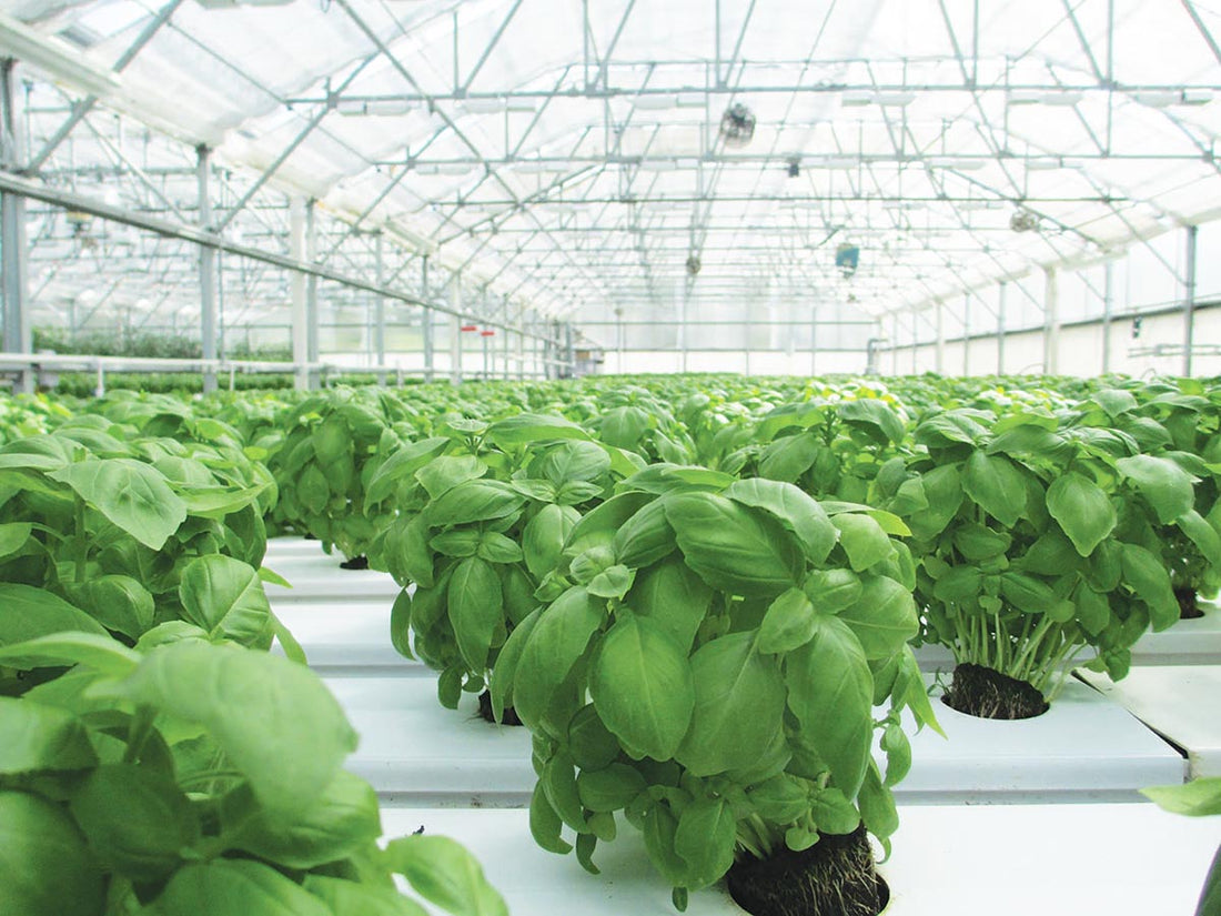 UV Sterilization For Indoor Grow Houses