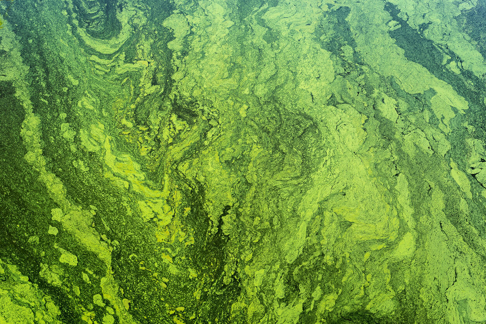 Green algae on the surface of a pond