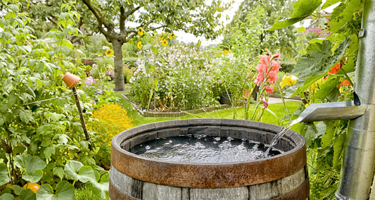 Harvesting Rainwater