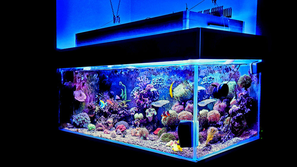 A modern saltwater tank featuring smart aquarium technology with LED lighting