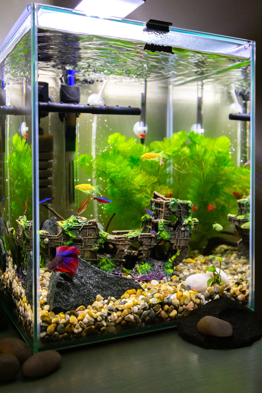Vertical aquascaping in a small nano aquarium with plants, rocks, and fish creating a vibrant underwater environment