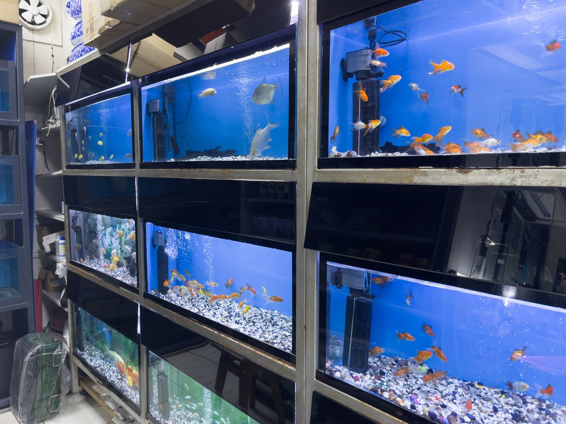 Fish tanks lined up on a wall with various types of fish swimming and water filters on display in each one