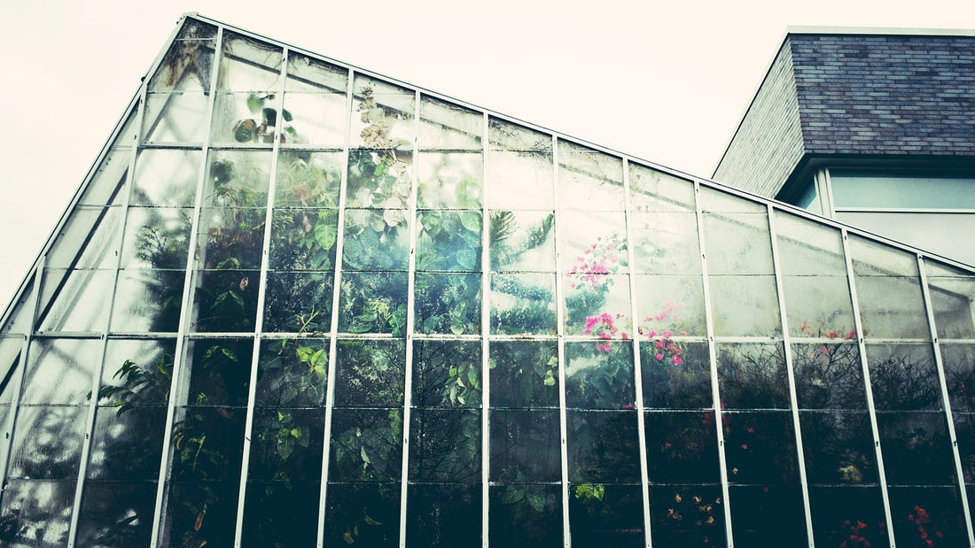Greenhouse Growing & UV Sterilization