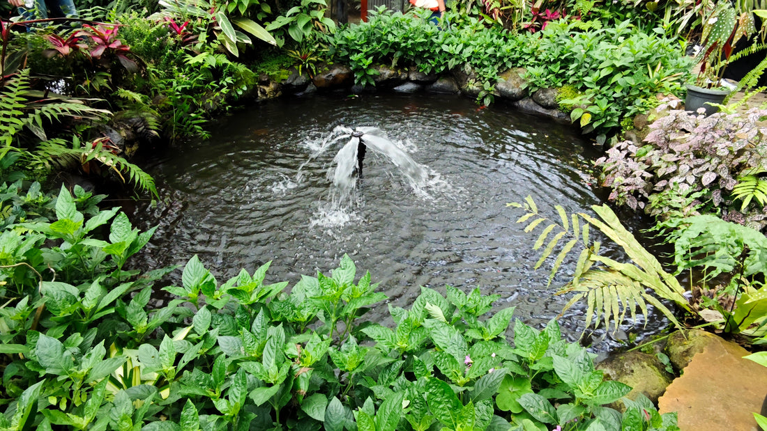 Upgrading Your Pond After Adding New Fish or Plants
