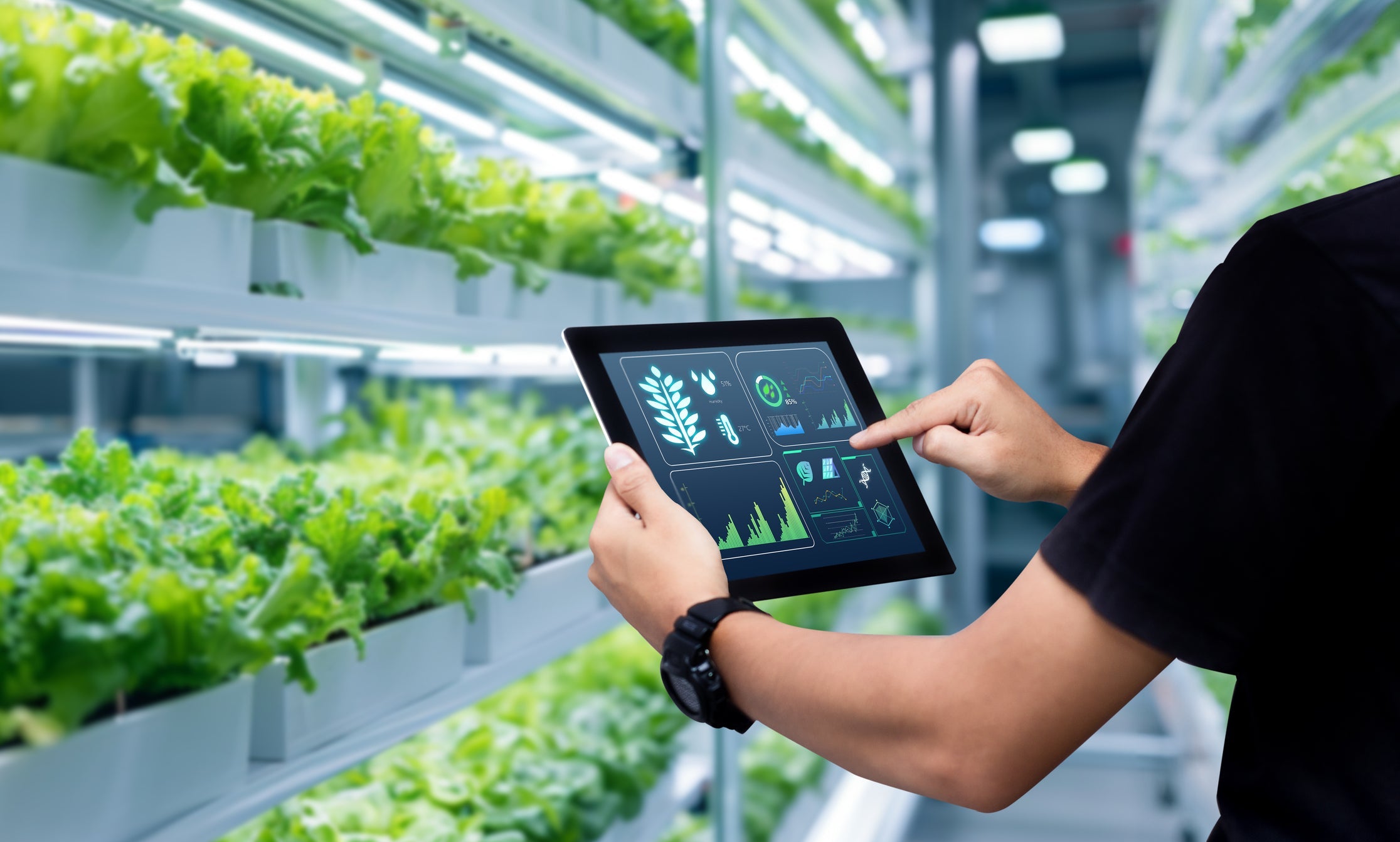 The Rise of Smart Greenhouses & Year-Round Farming