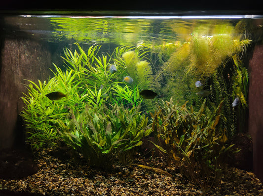 Why Viper SL Sterilizers Are Essential for Healthy Aquarium Water
