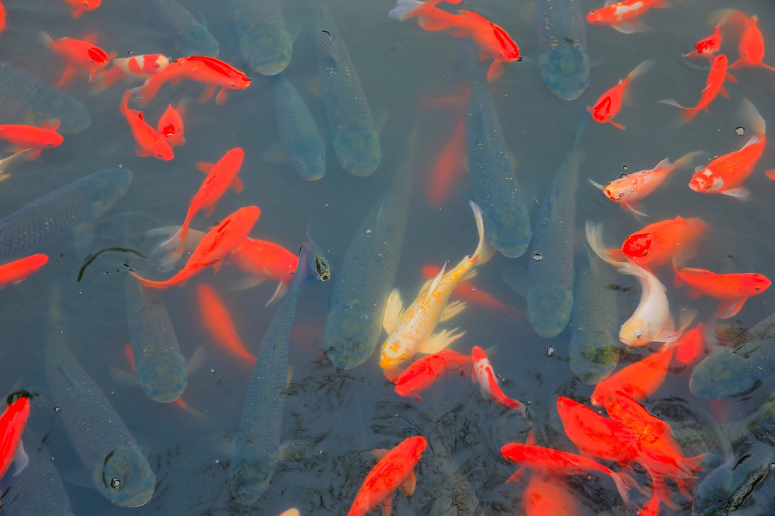 How to Choose the Right UV Sterilizer for Your Pond