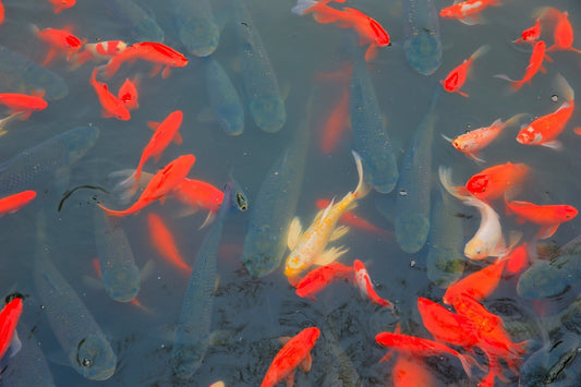 How to Choose the Right UV Sterilizer for Your Pond