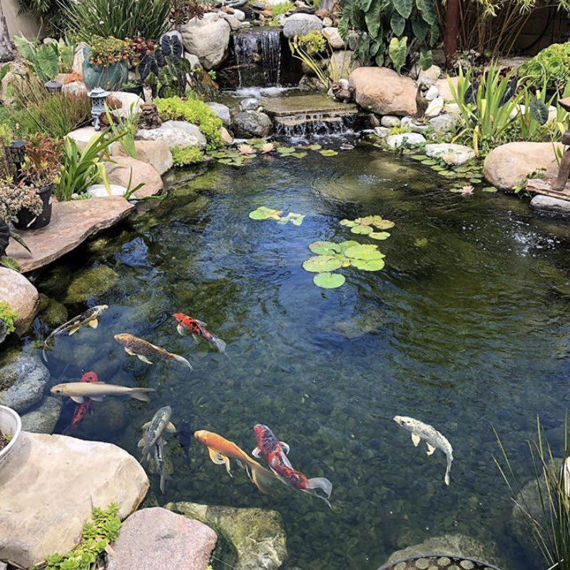 Koi Pond Health with Submersible UV Light for Ponds