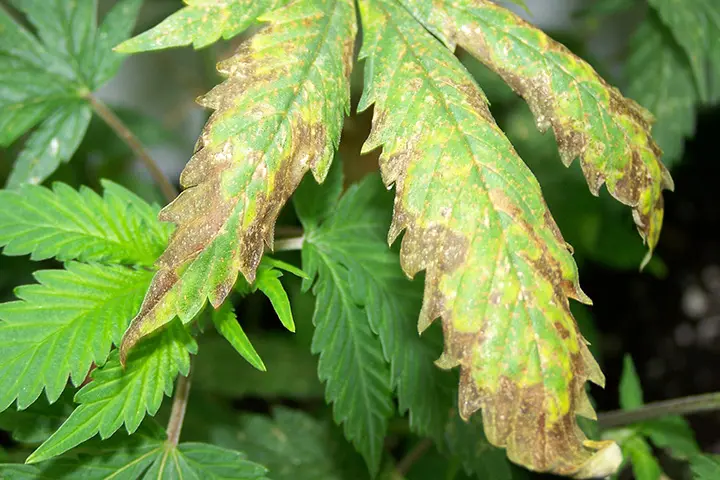 A marijuana leaf with dry, brown edges caused by nutrient burn
