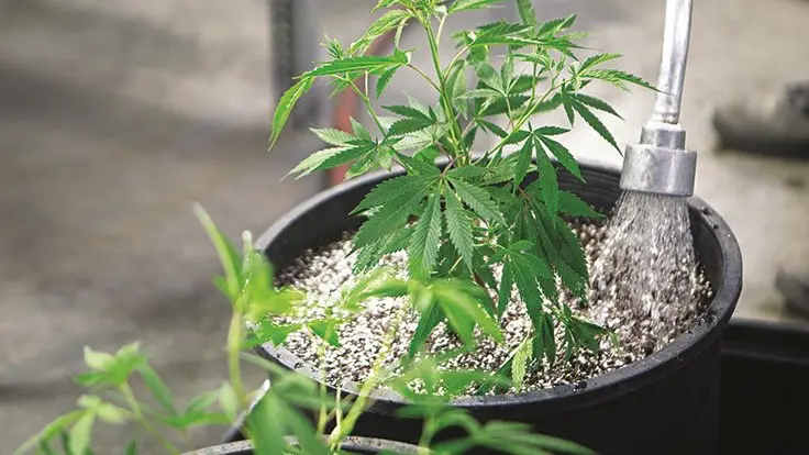 Watering a cannabis plant in a bucket with a watering hose