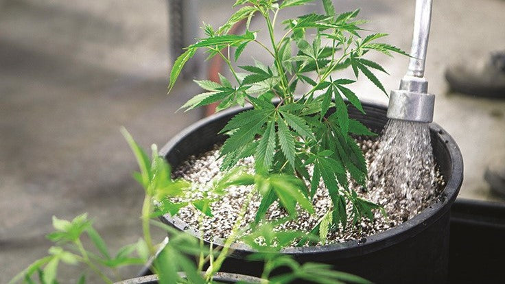 Watering a cannabis plant in a bucket with a watering hose