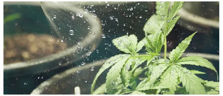 A hemp plant being watered with the best water for cannabis