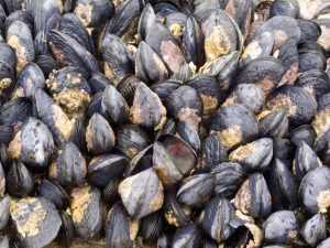 Commercial Water Purification Systems Keep Mussels Healthy