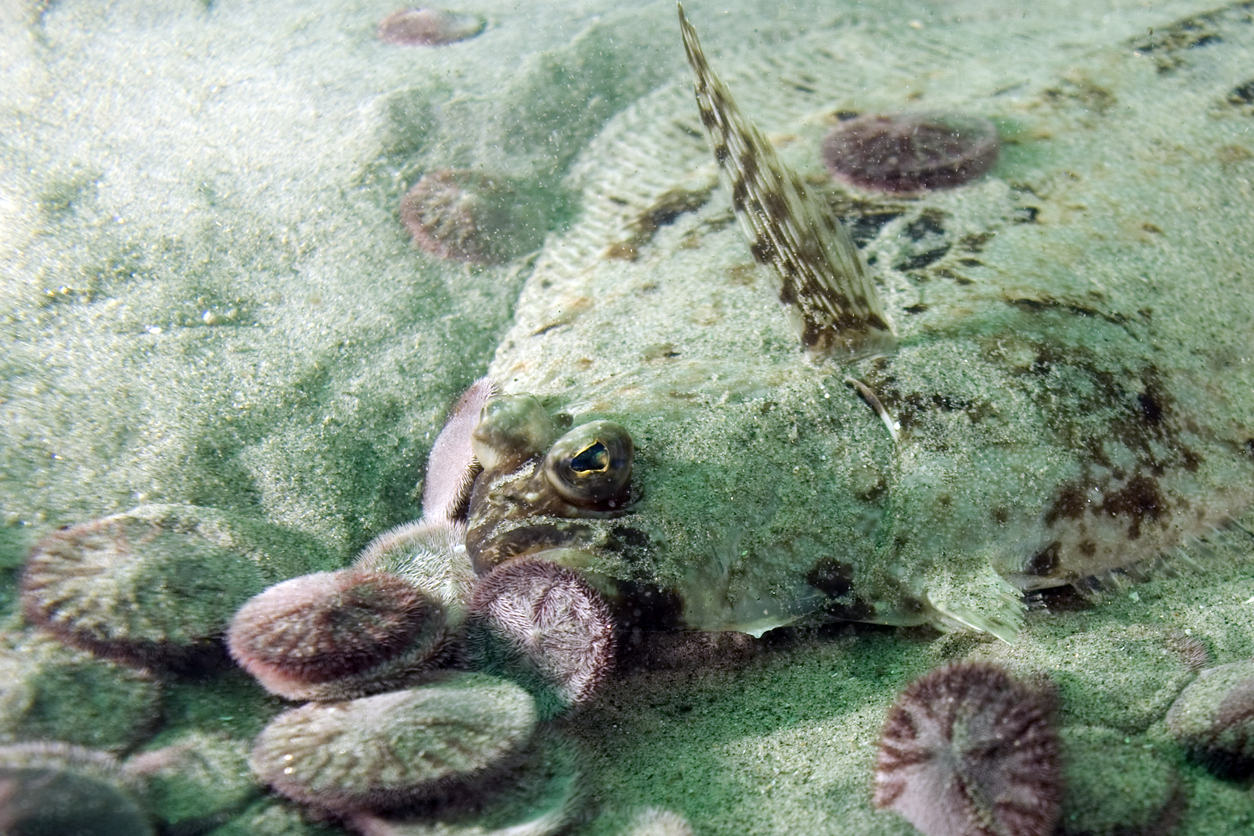 Halibut Farming in the Modern Era using Industrial Water Filter Systems