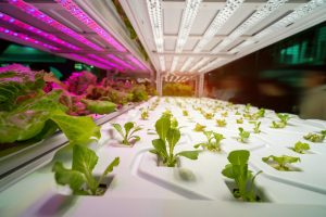 UV Light For Indoor Plants