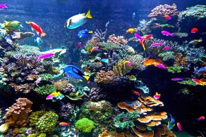 Consider your aquarium’s fish compatibility