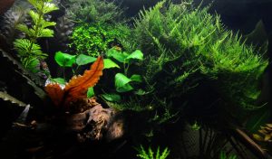 Preventing Algae in a Fish Tank